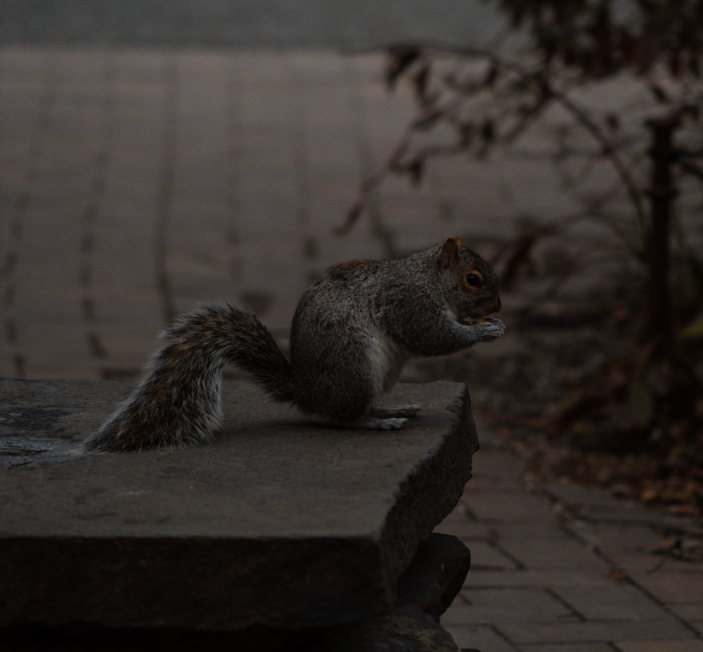 a squirrel is sitting on a stone bench