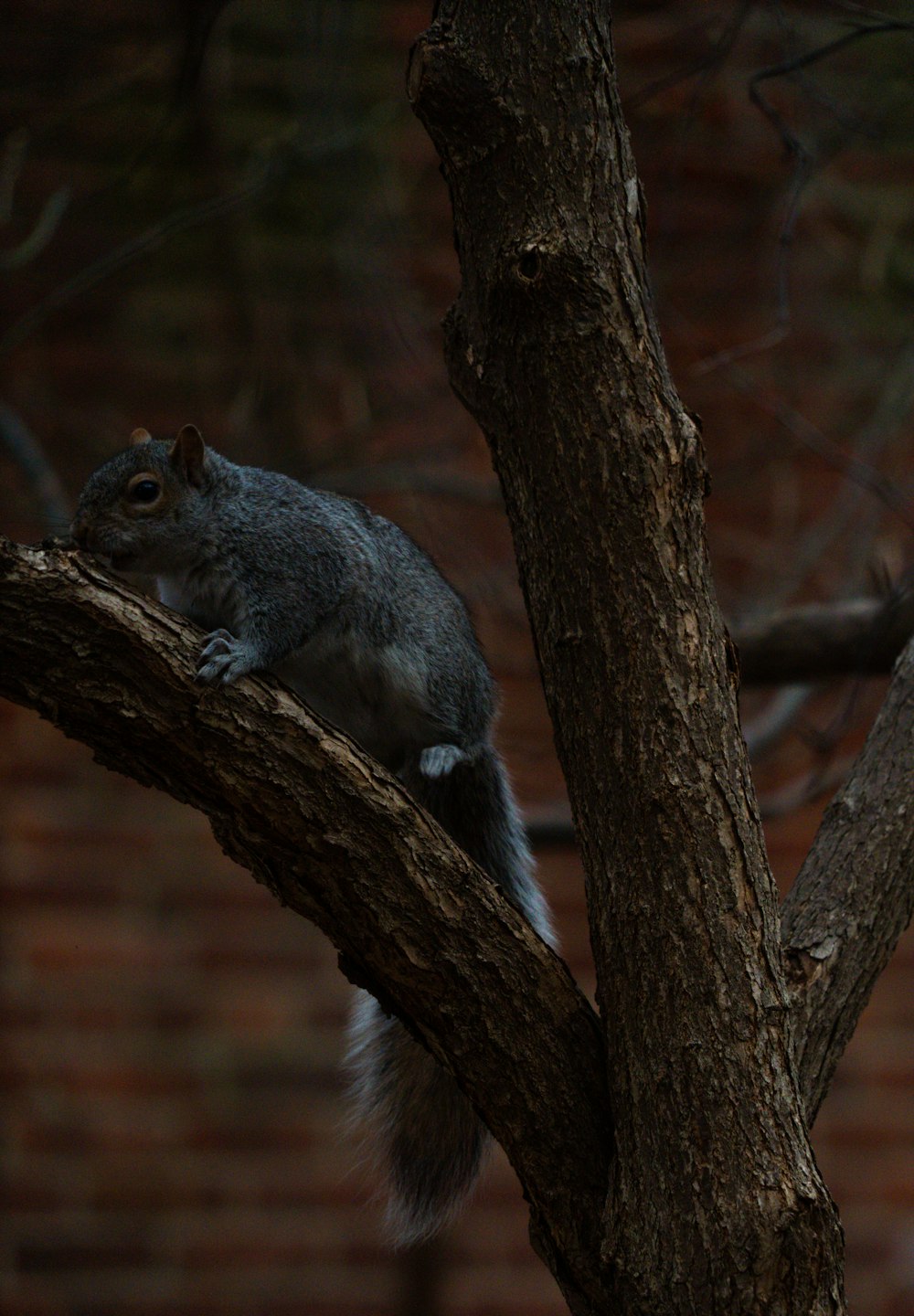 a squirrel sitting on a branch of a tree