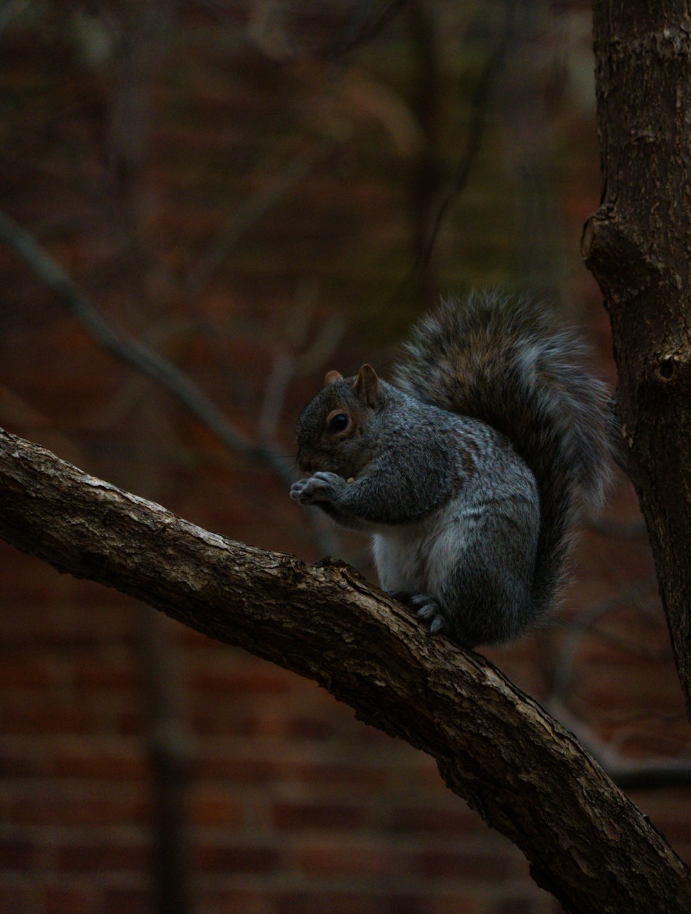 a squirrel sitting on top of a tree branch