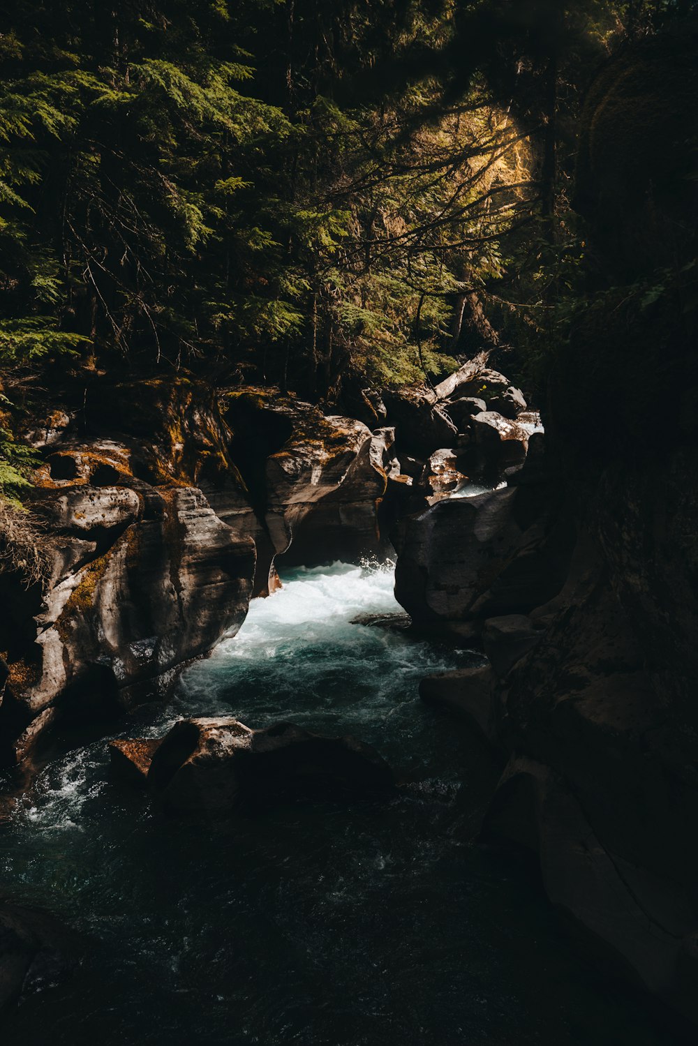 a river running through a lush green forest