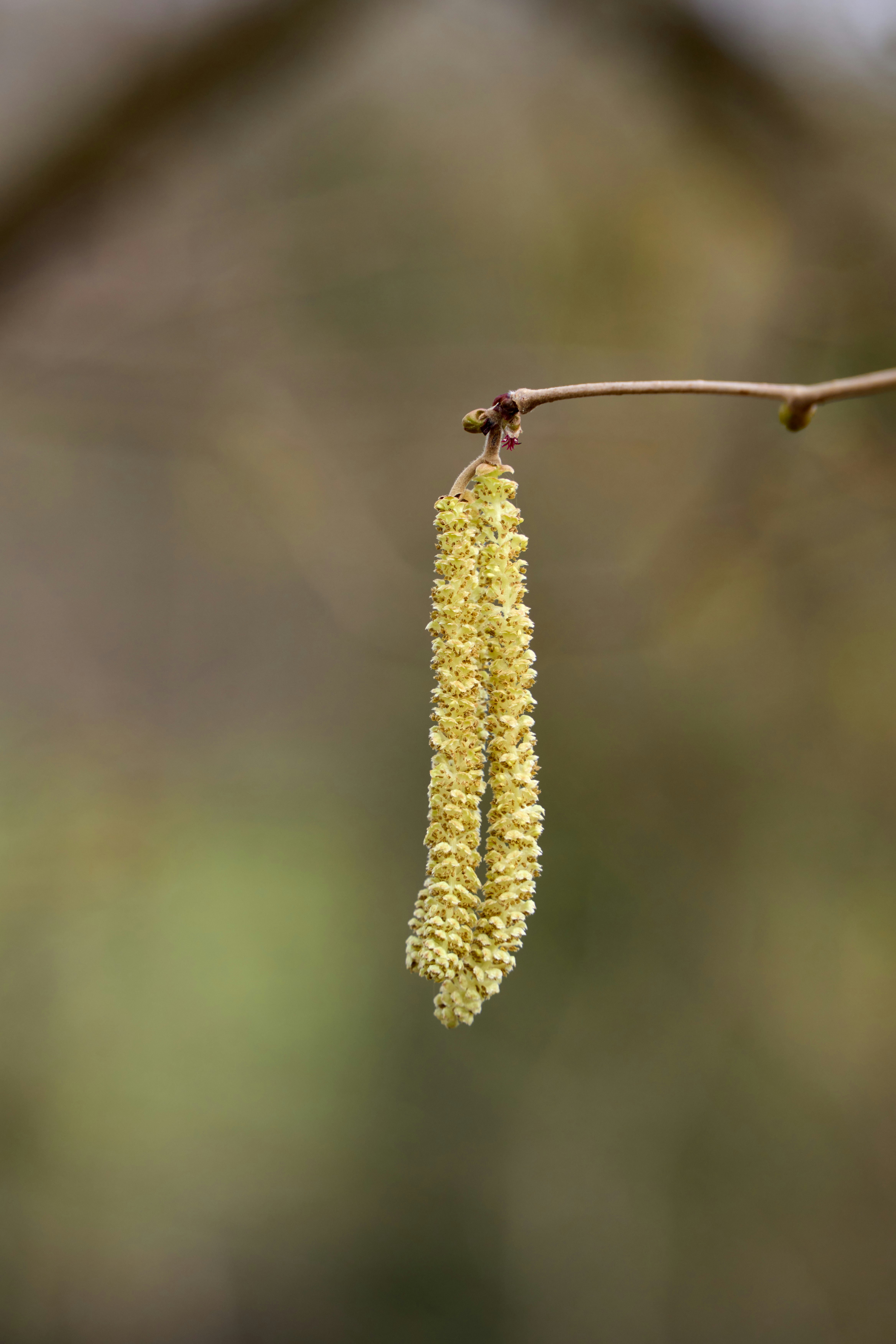 Photo by wolfgang_hasselmann