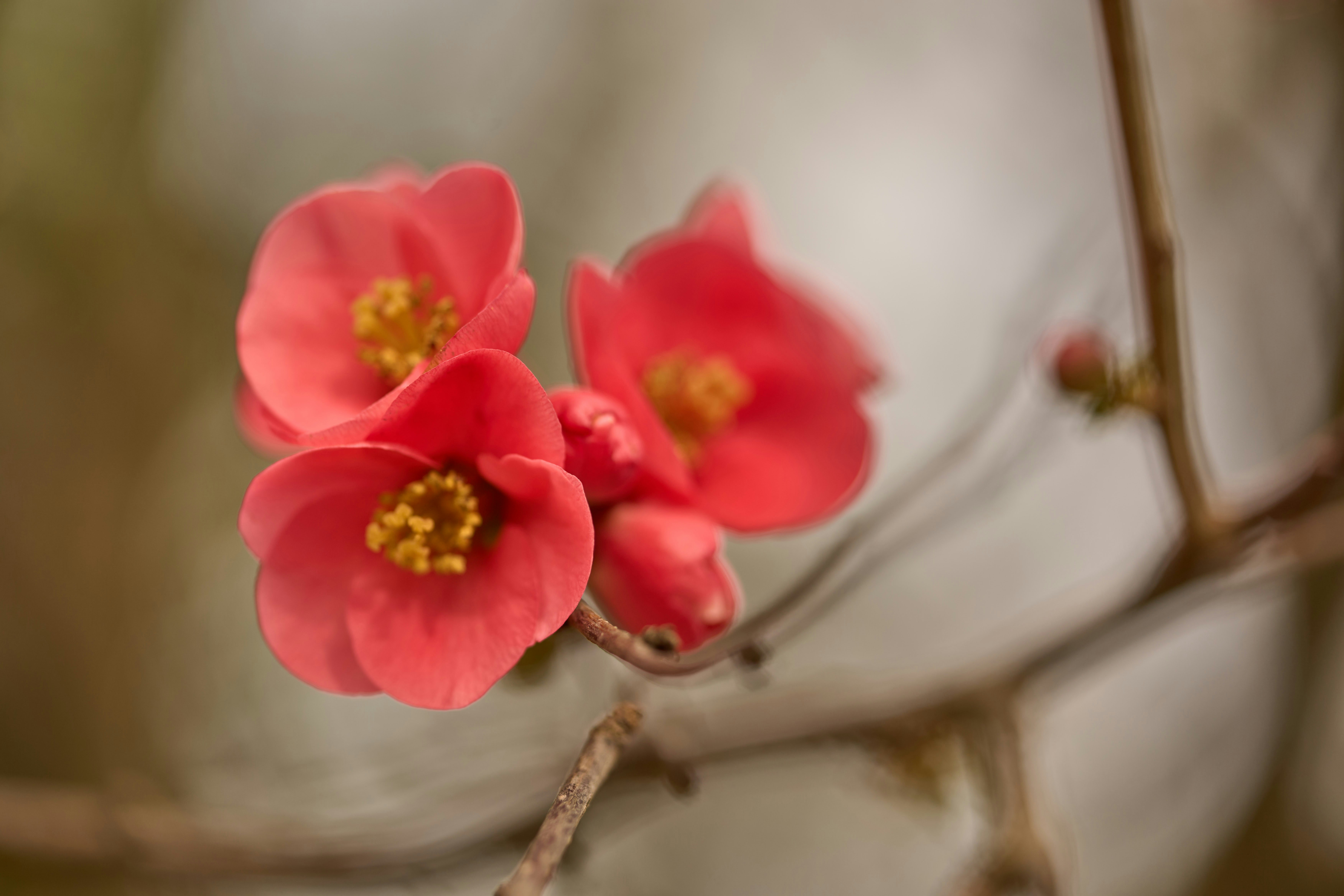 Photo by wolfgang_hasselmann