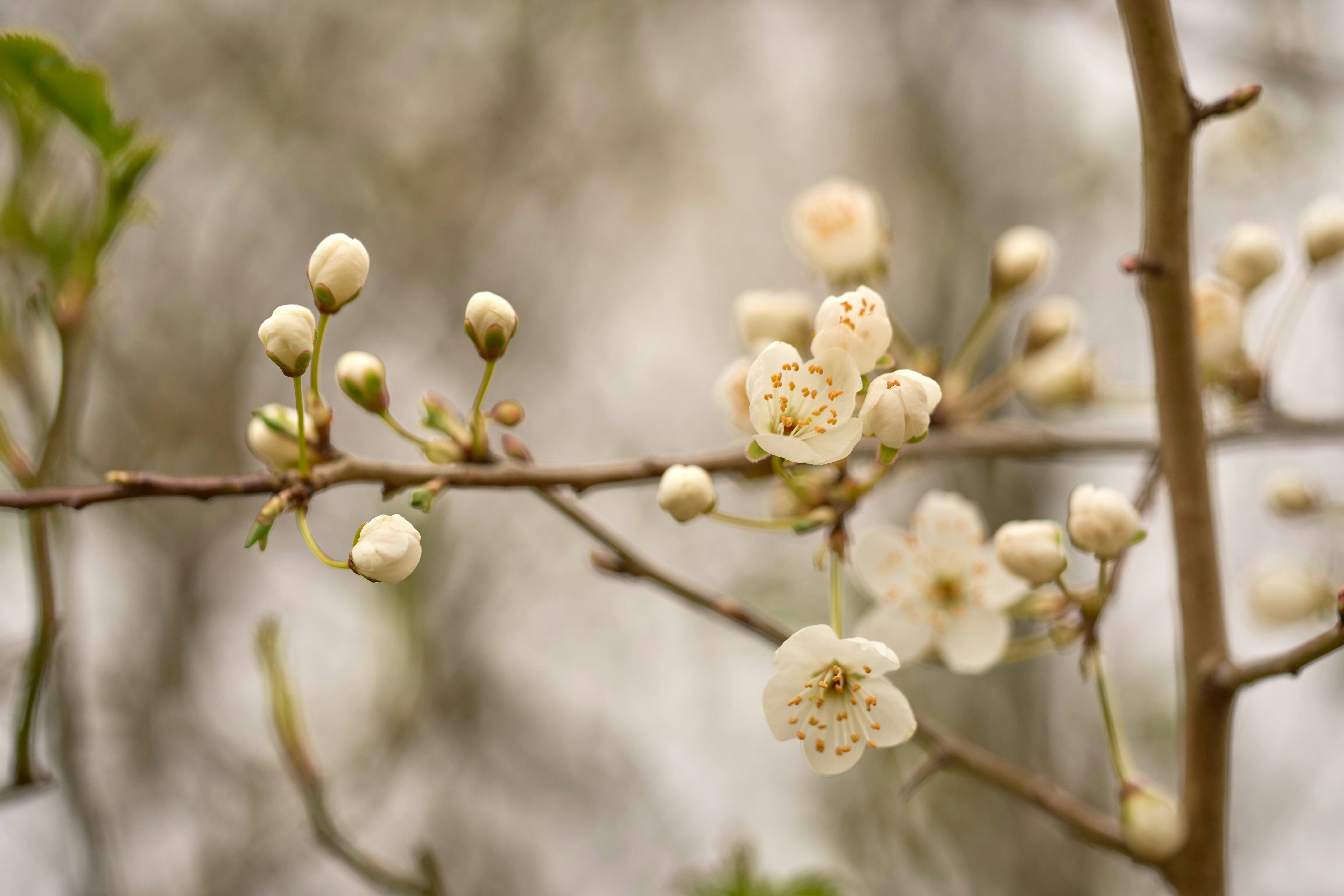 Photo by wolfgang_hasselmann