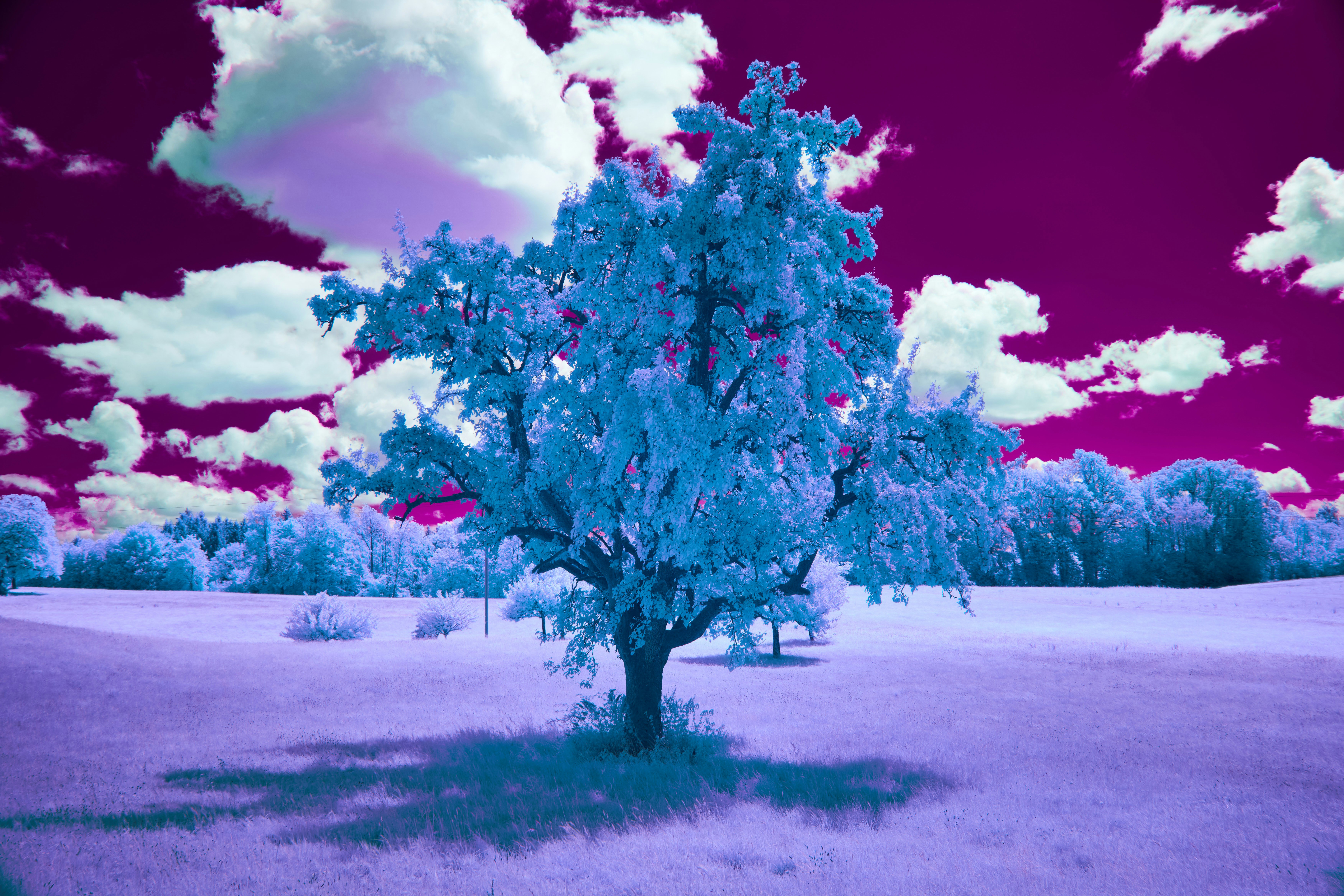 Photo by wolfgang_hasselmann