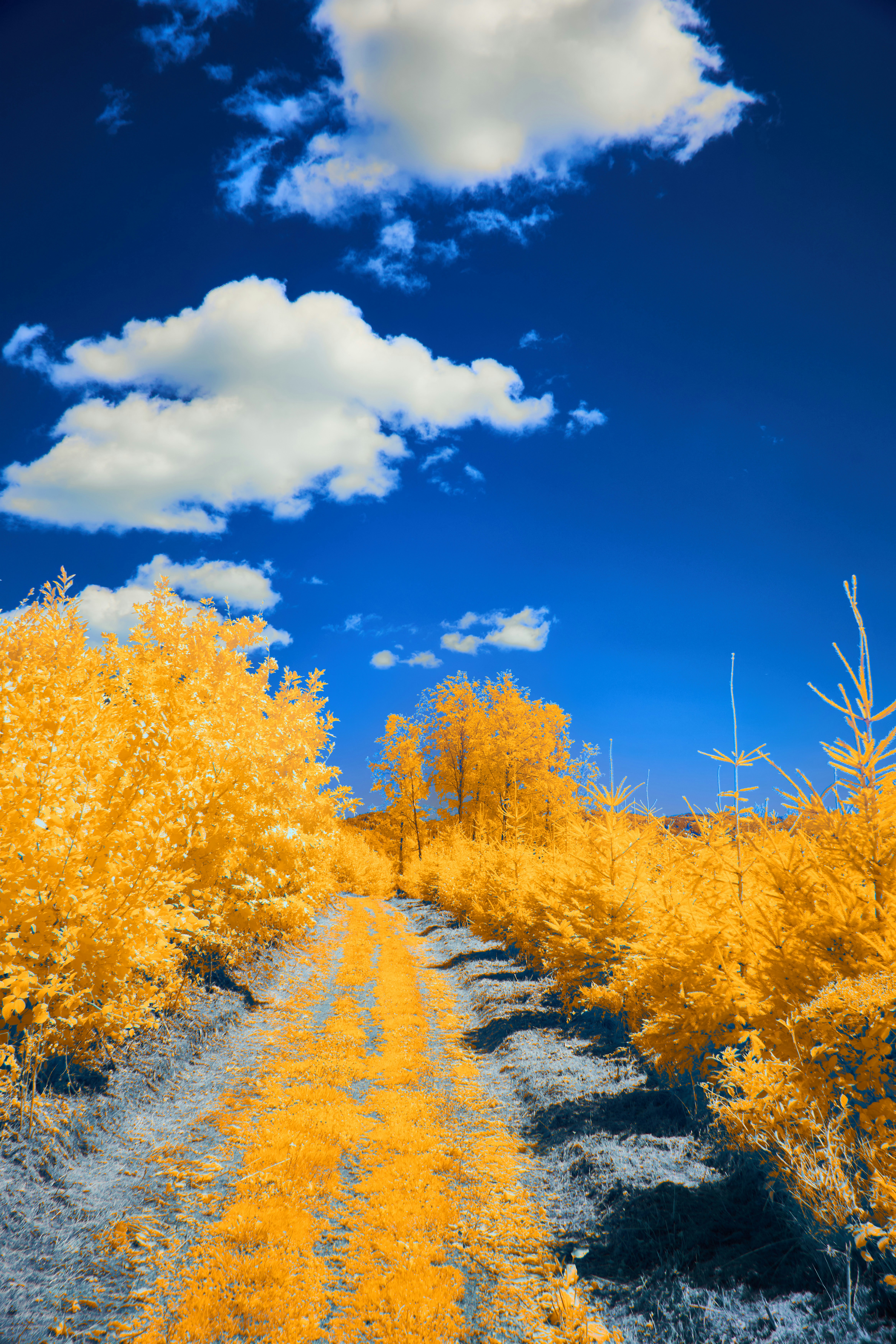 Photo by wolfgang_hasselmann