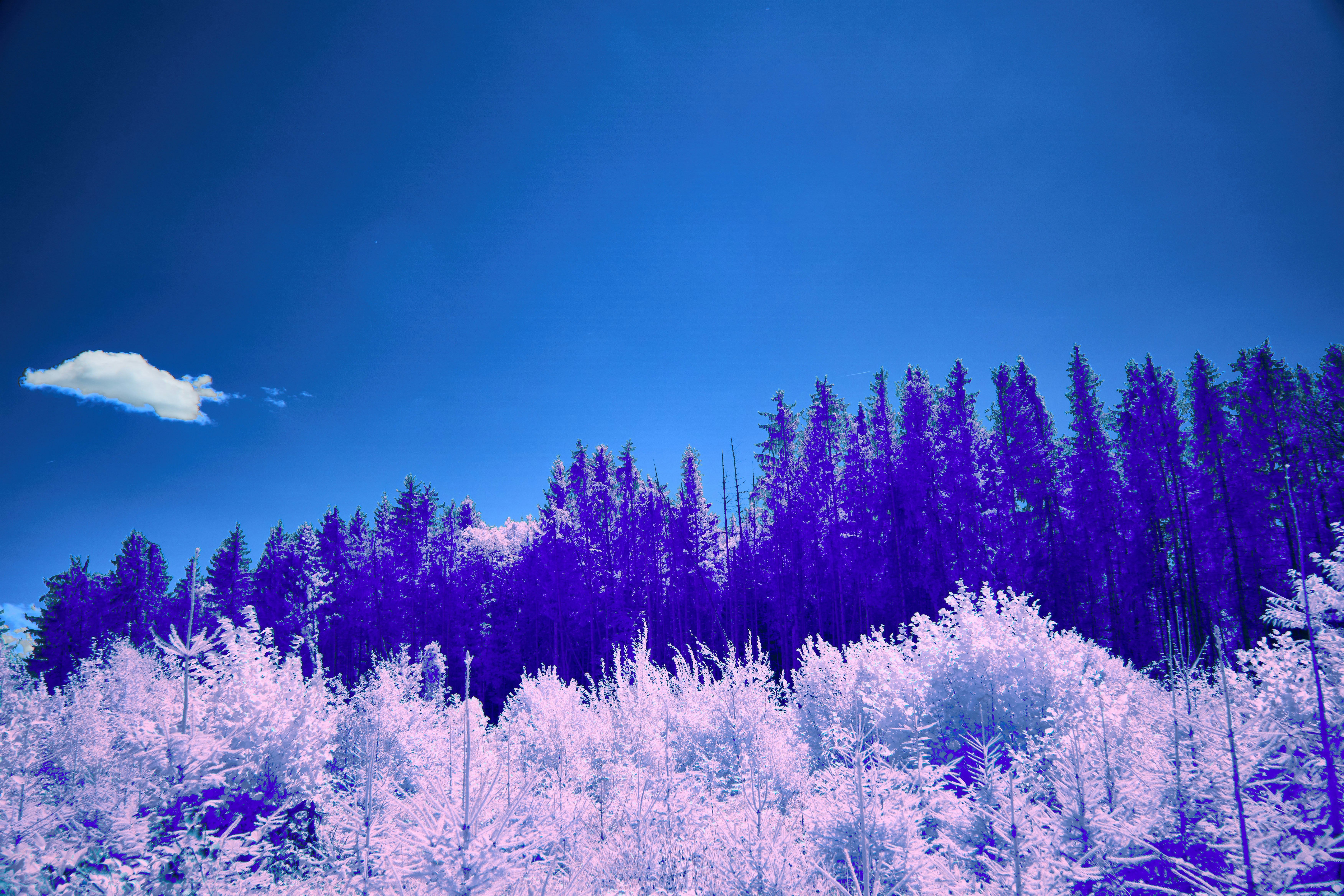 Photo by wolfgang_hasselmann