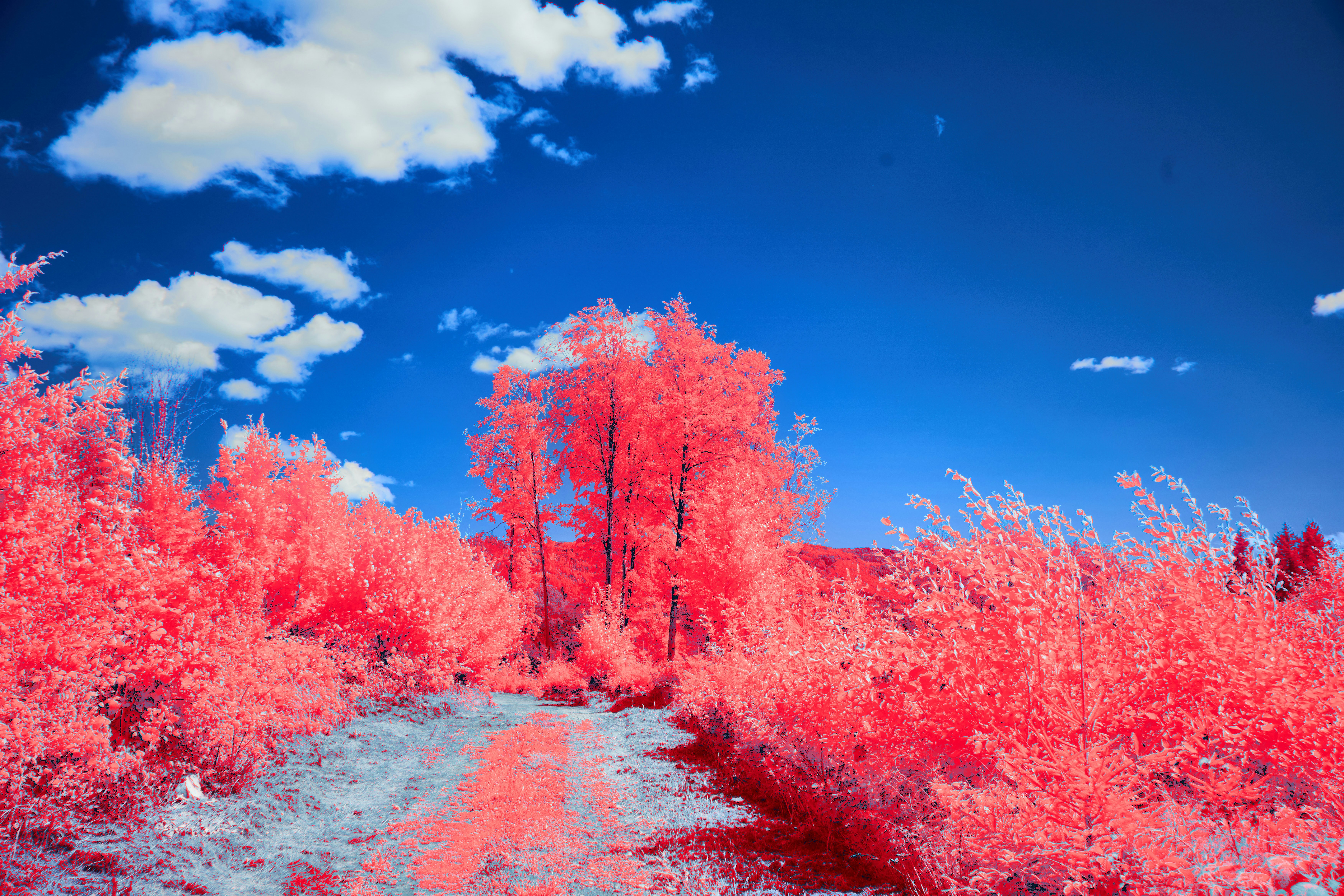 Photo by wolfgang_hasselmann