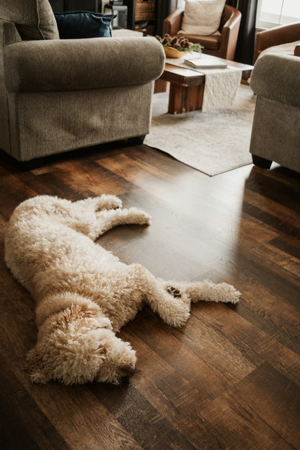 a dog laying on the floor in a living room