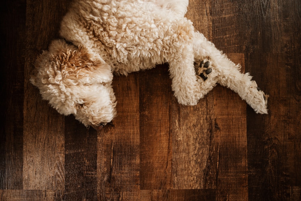 a white dog laying on top of a wooden floor