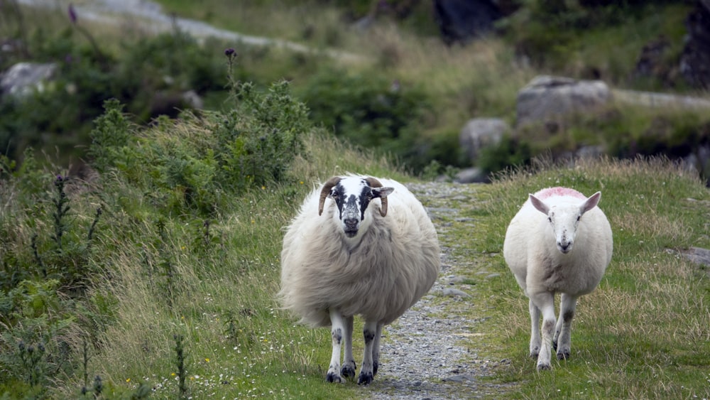 a couple of sheep walking down a dirt road
