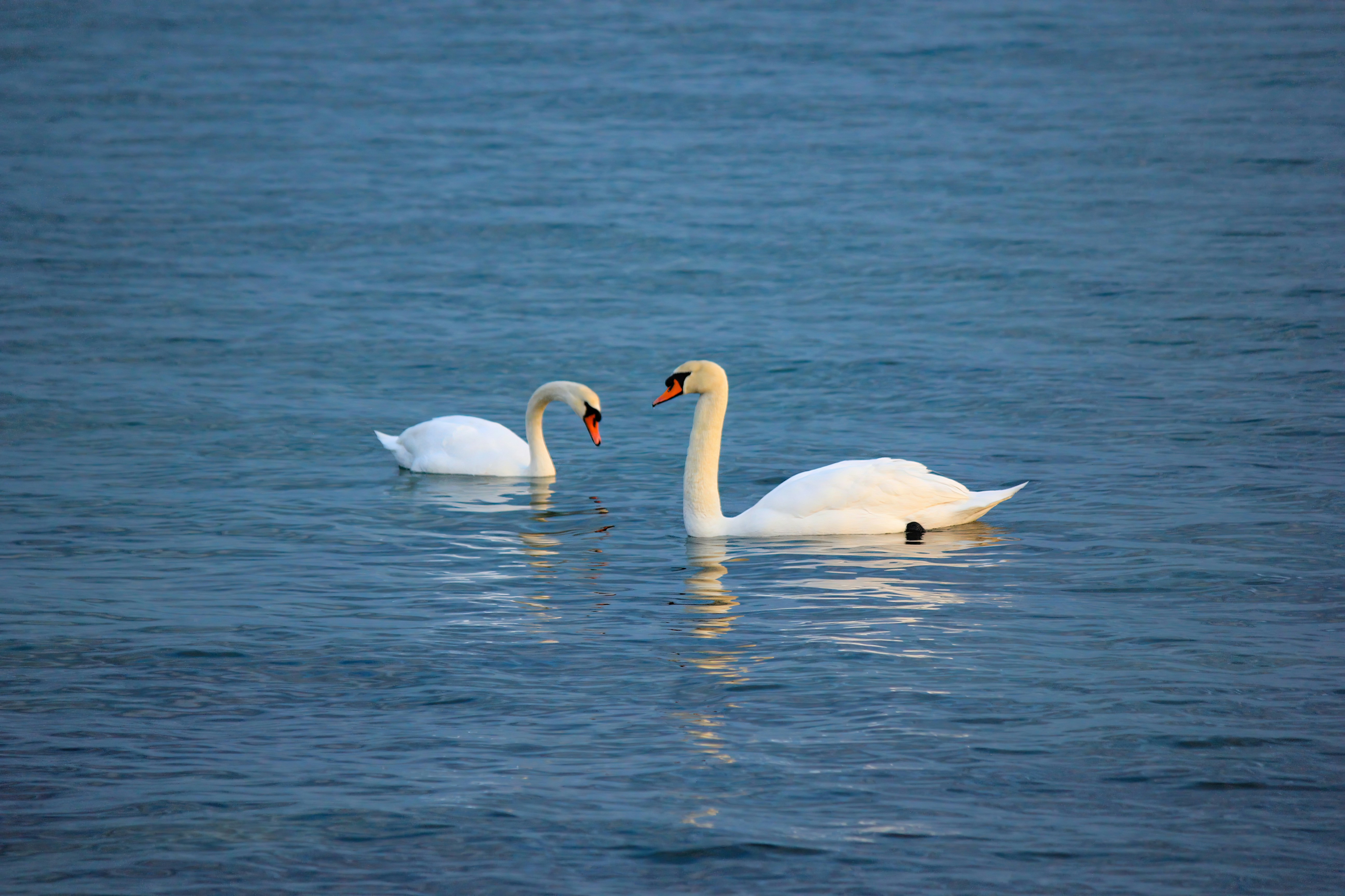 Photo by stepan_konev