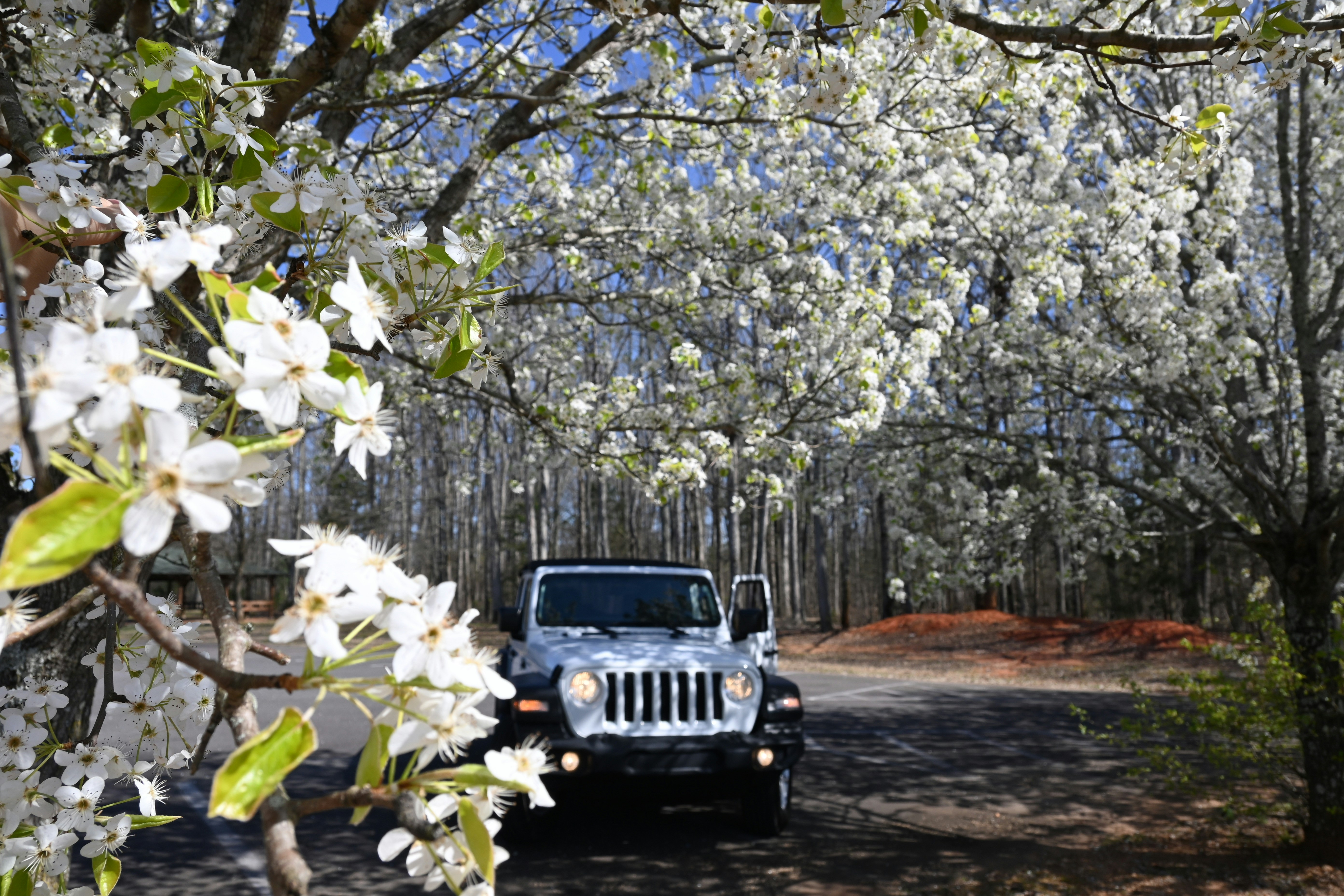 8 Seasonal Bed and Breakfast Mississippi Itineraries