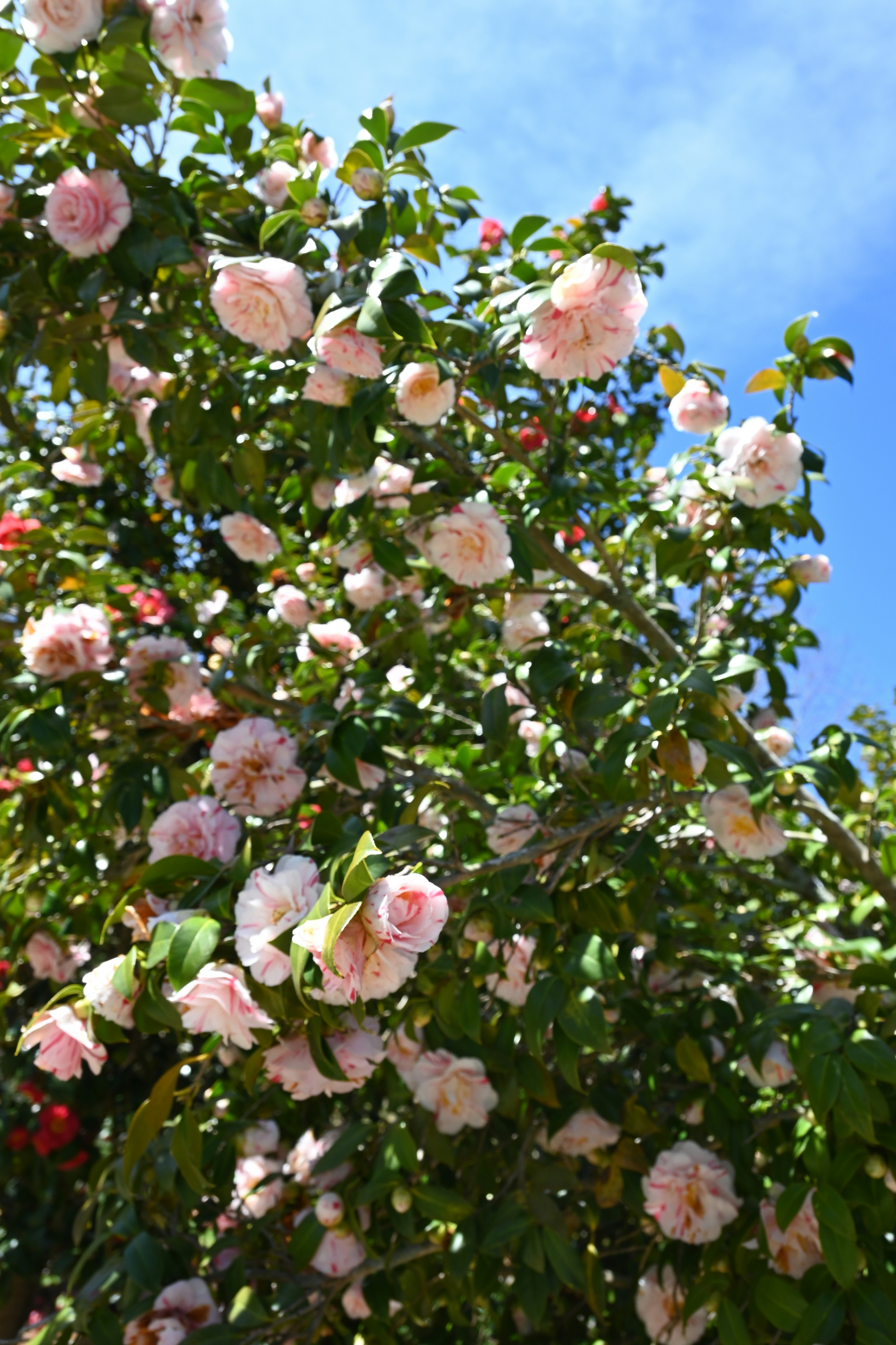 a bush of pink roses with green leaves