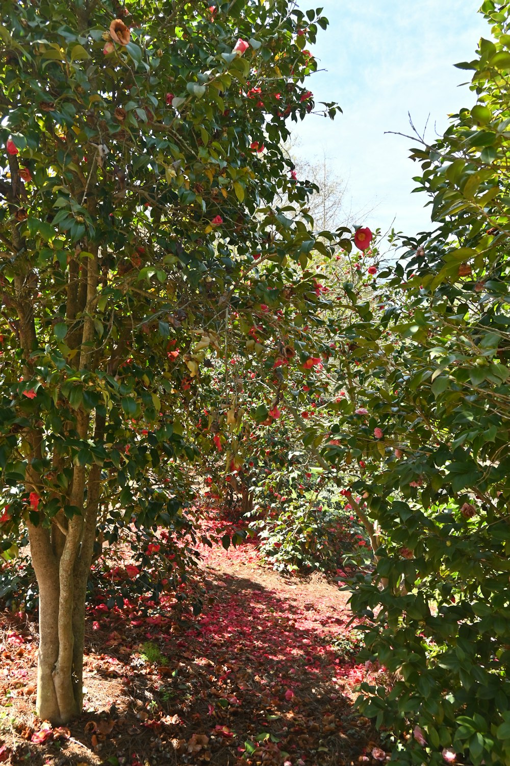 an apple orchard with lots of fruit on the trees