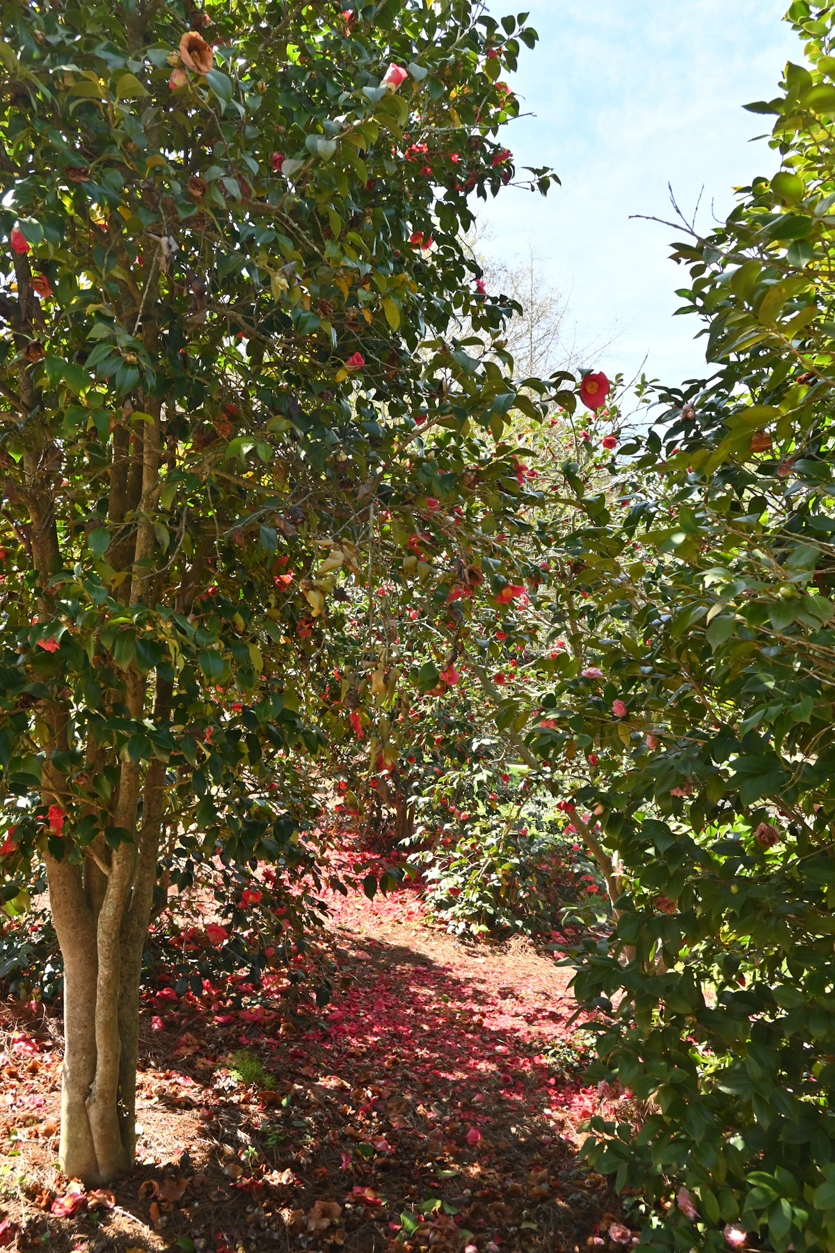 Apples hanging heavy on the branches