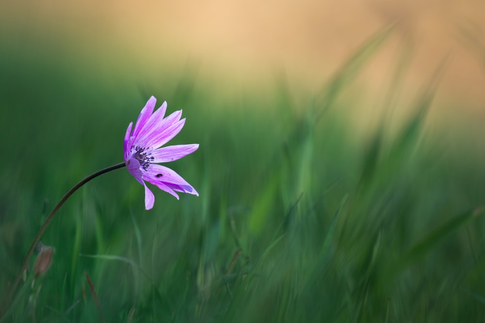 una sola flor púrpura en un campo cubierto de hierba