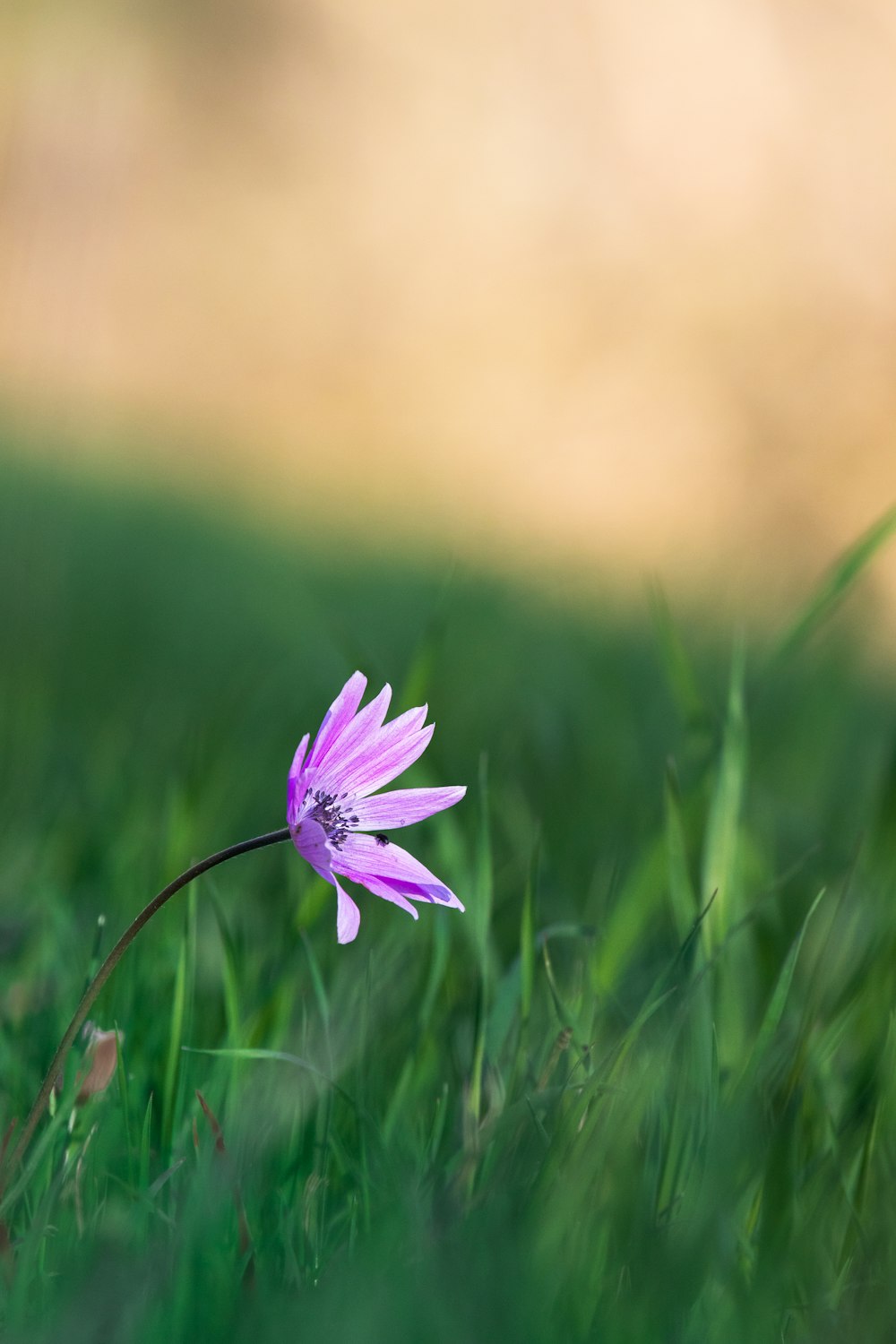 a single purple flower sitting in the grass