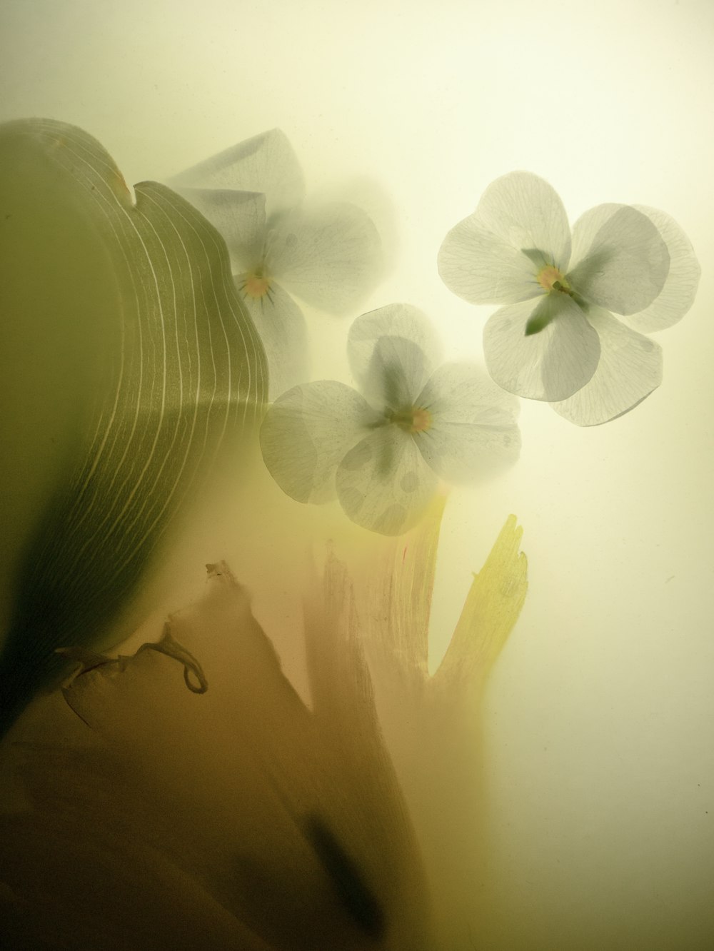 a blurry photo of a woman's face and flowers