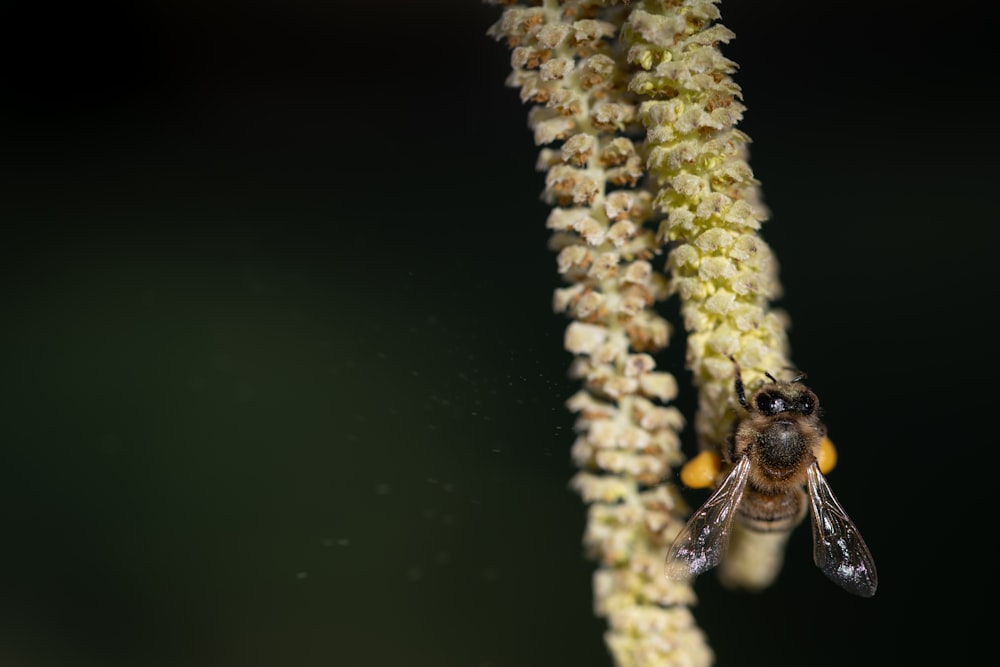 a close up of a bee on a flower