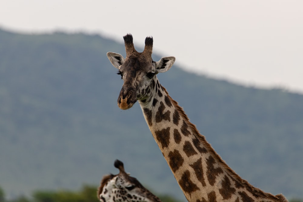 un couple de girafes debout l’un à côté de l’autre