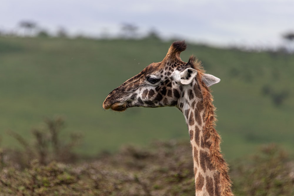 a giraffe standing in front of a lush green hillside