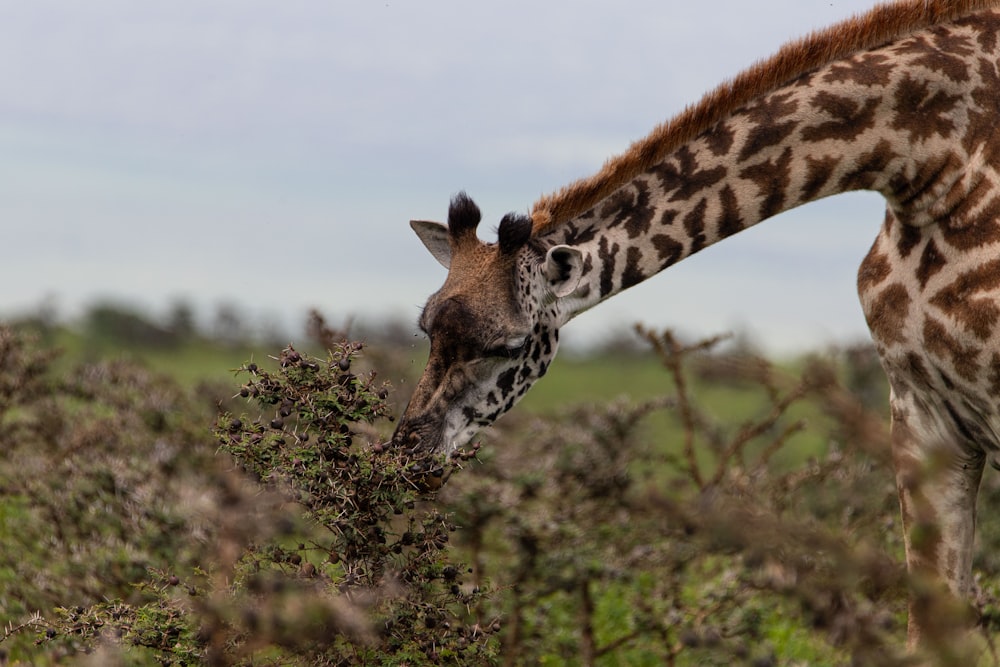 a giraffe eating from a bush in a field
