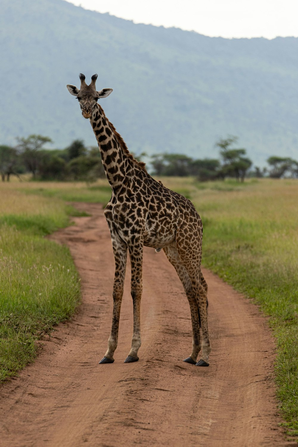 eine Giraffe, die mitten auf einem Feldweg steht