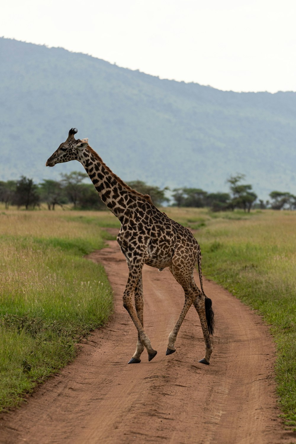 a giraffe is walking down a dirt road