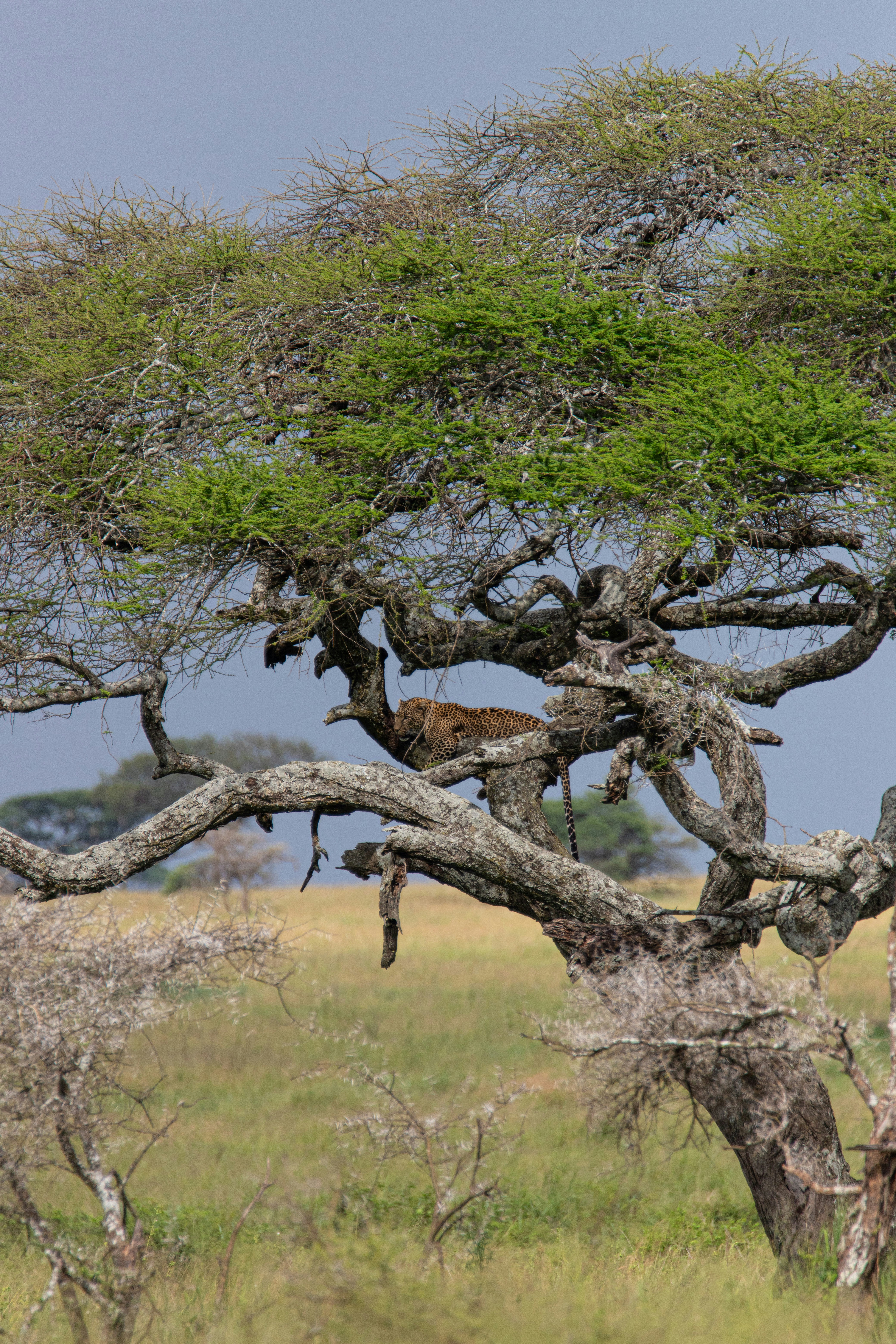 Ruaha National Park