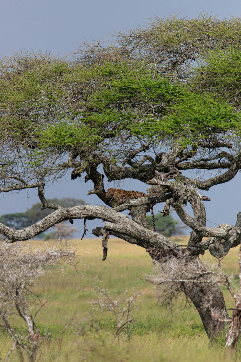Una jirafa está parada en un árbol en la naturaleza