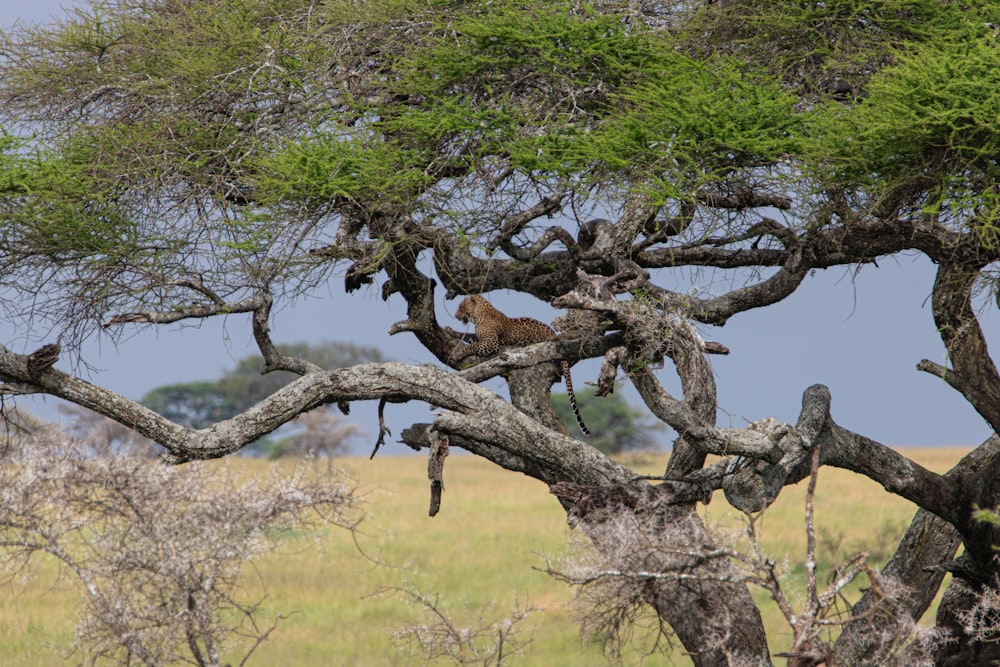 a giraffe is sitting in a tree in the wild