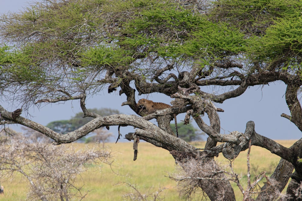 una jirafa sentada en un árbol en un campo