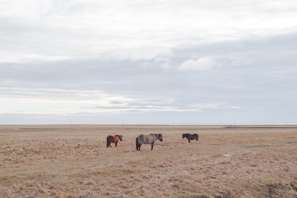 a herd of horses standing on top of a dry grass field