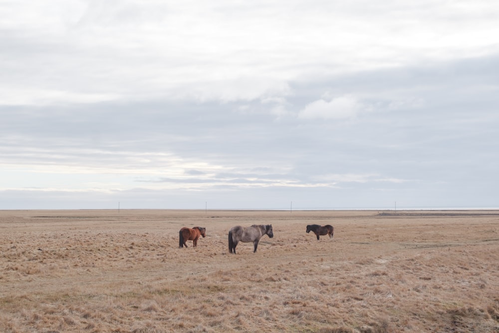una mandria di cavalli in piedi in cima a un campo di erba secca