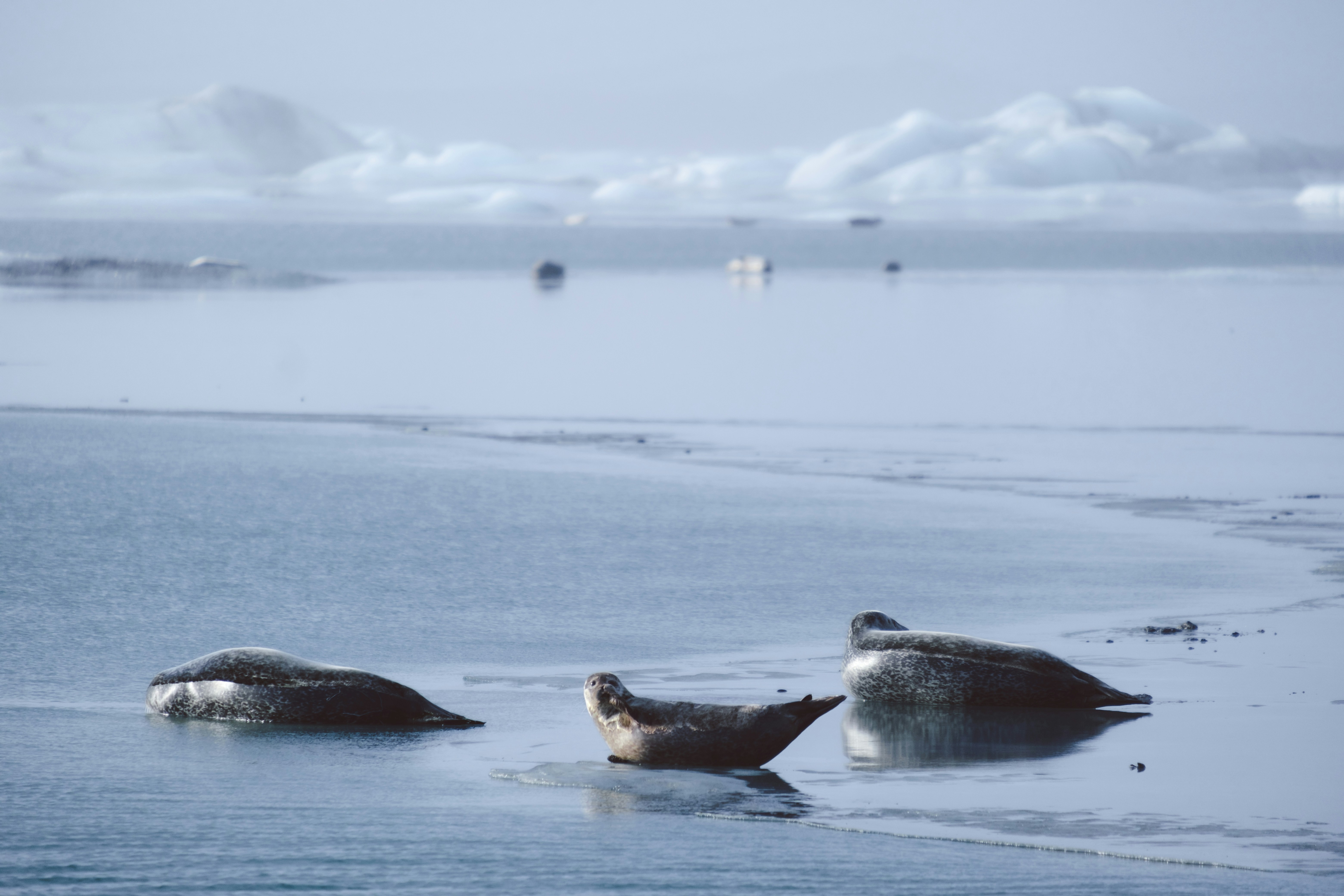 Cascading Ecological Impacts: Bering Sea Ecosystem Impacts and Food Webs Unraveling - Bering Sea ice edge collapse