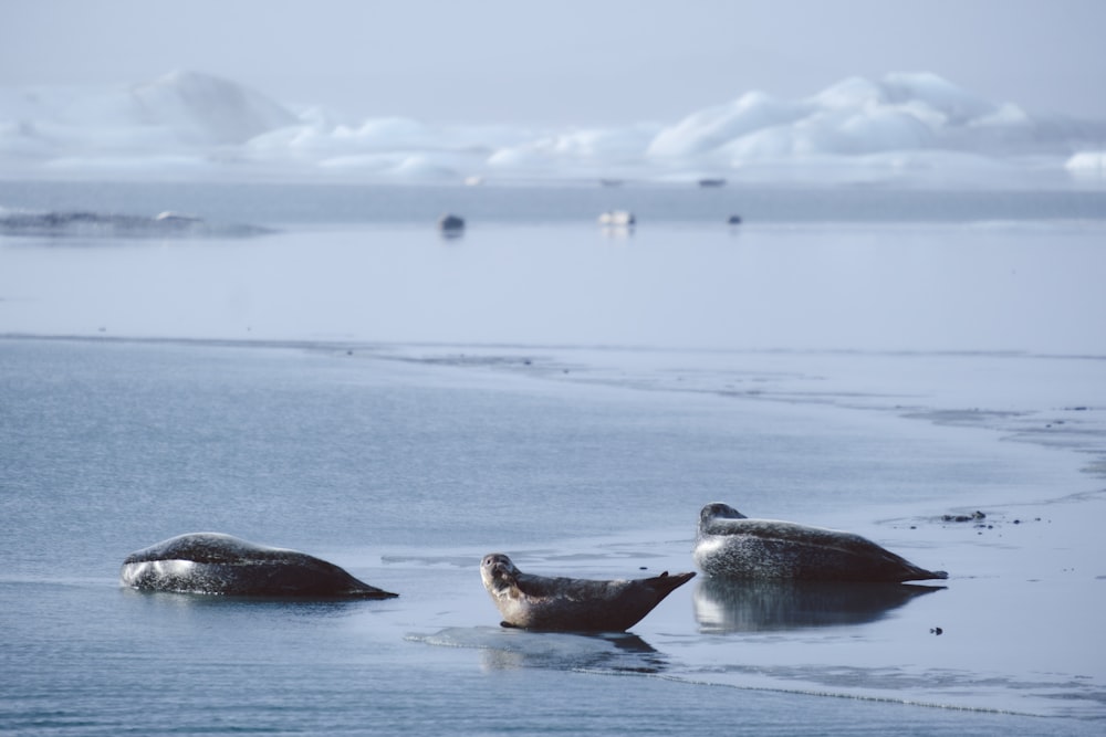 a couple of sea lions sitting on top of a beach