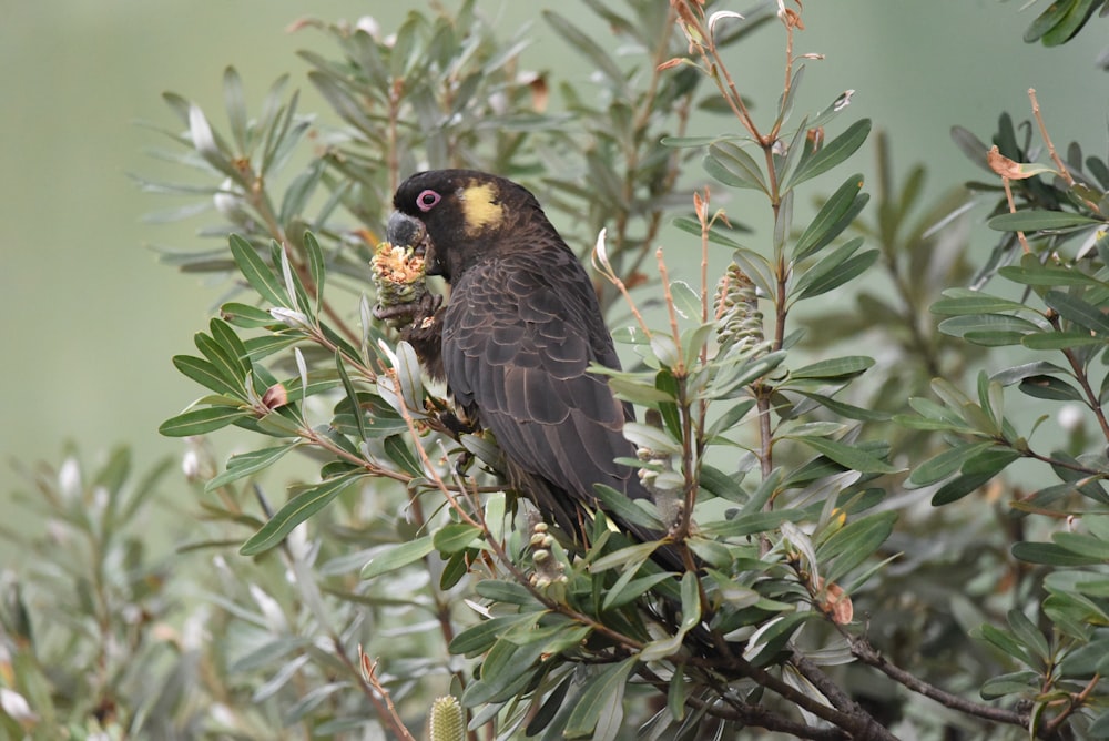 a bird sitting on top of a tree filled with leaves