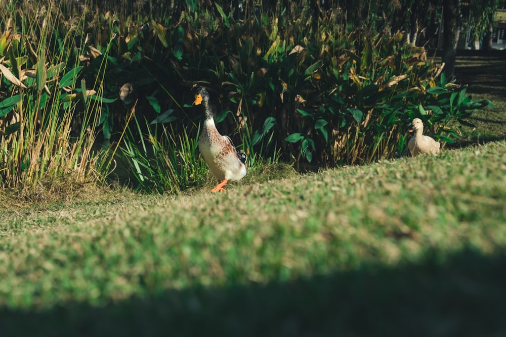 a couple of ducks standing on top of a lush green field