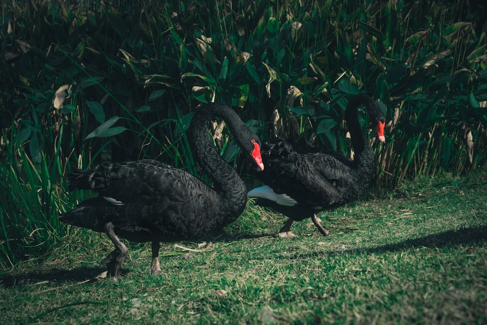 a group of black birds standing on top of a lush green field