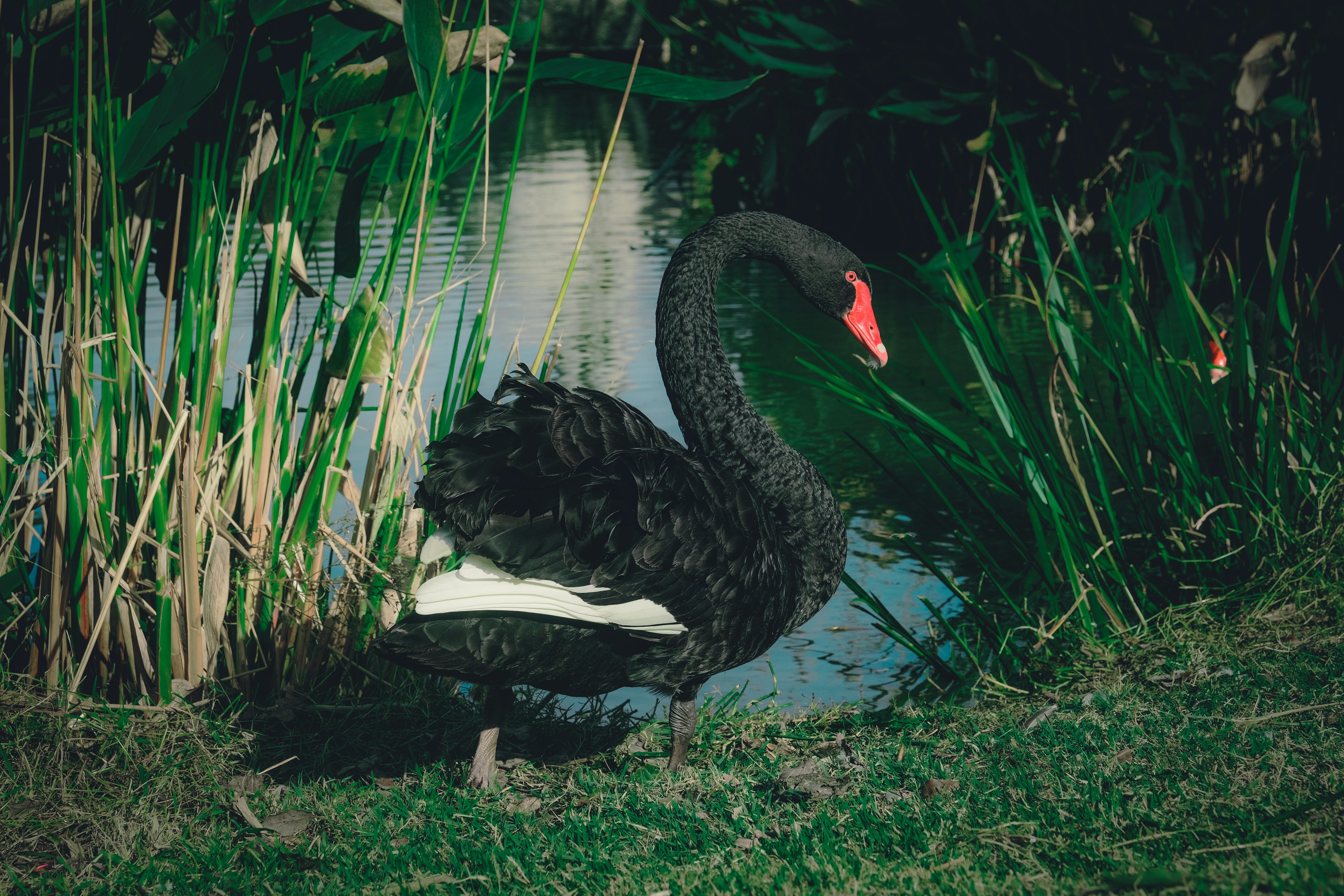 a black swan standing on top of a body of water