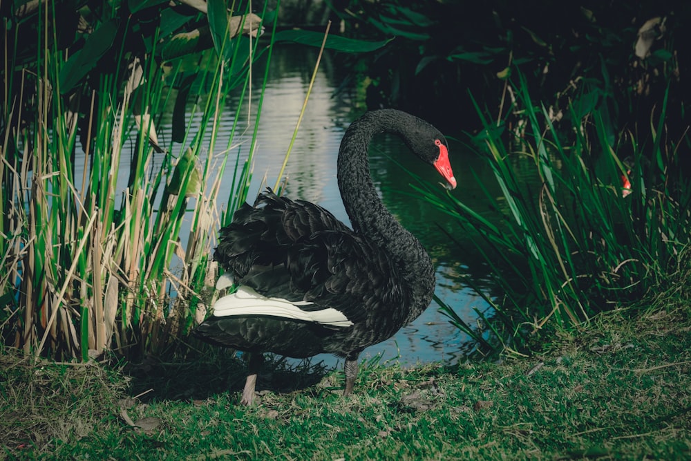 a black swan standing on top of a body of water