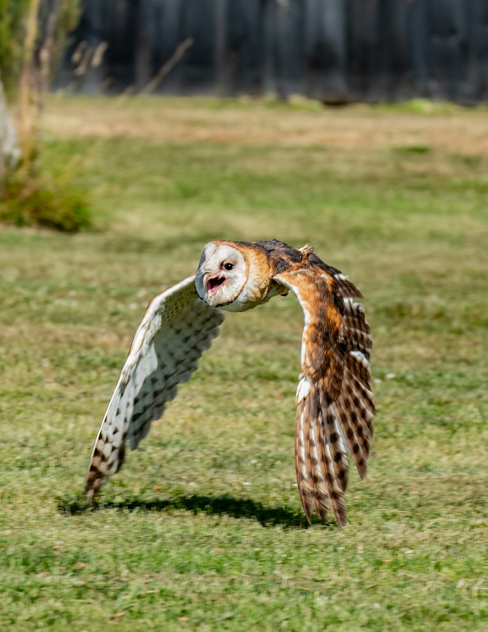 an owl is flying in the air over the grass