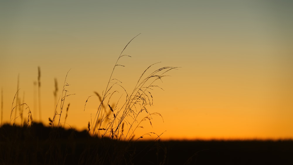 the sun is setting over a field of tall grass