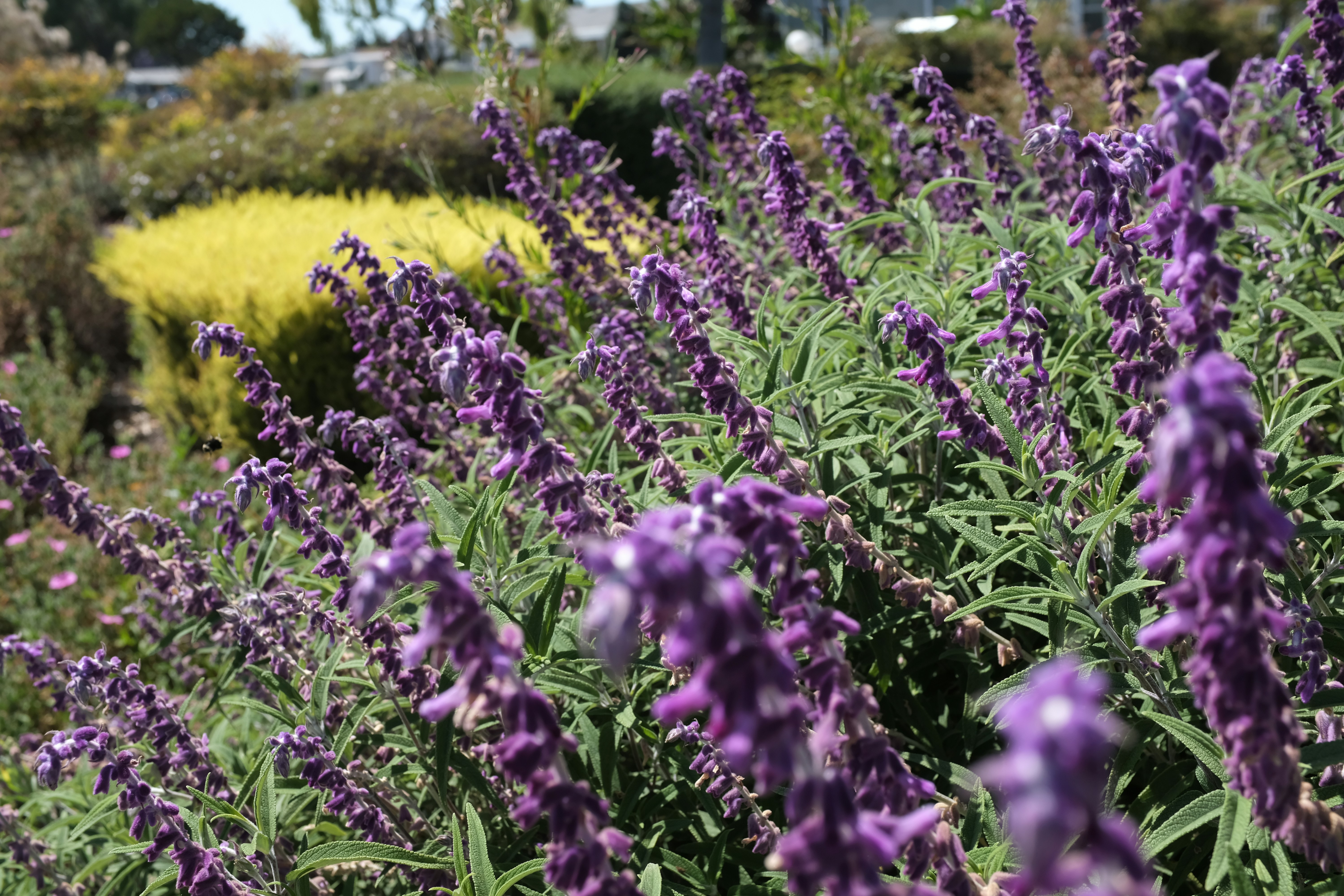 un campo de flores moradas con un campo amarillo en el fondo