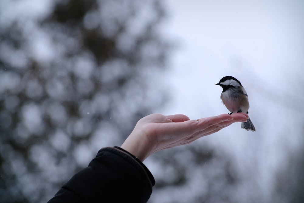 a small bird perched on top of a persons hand