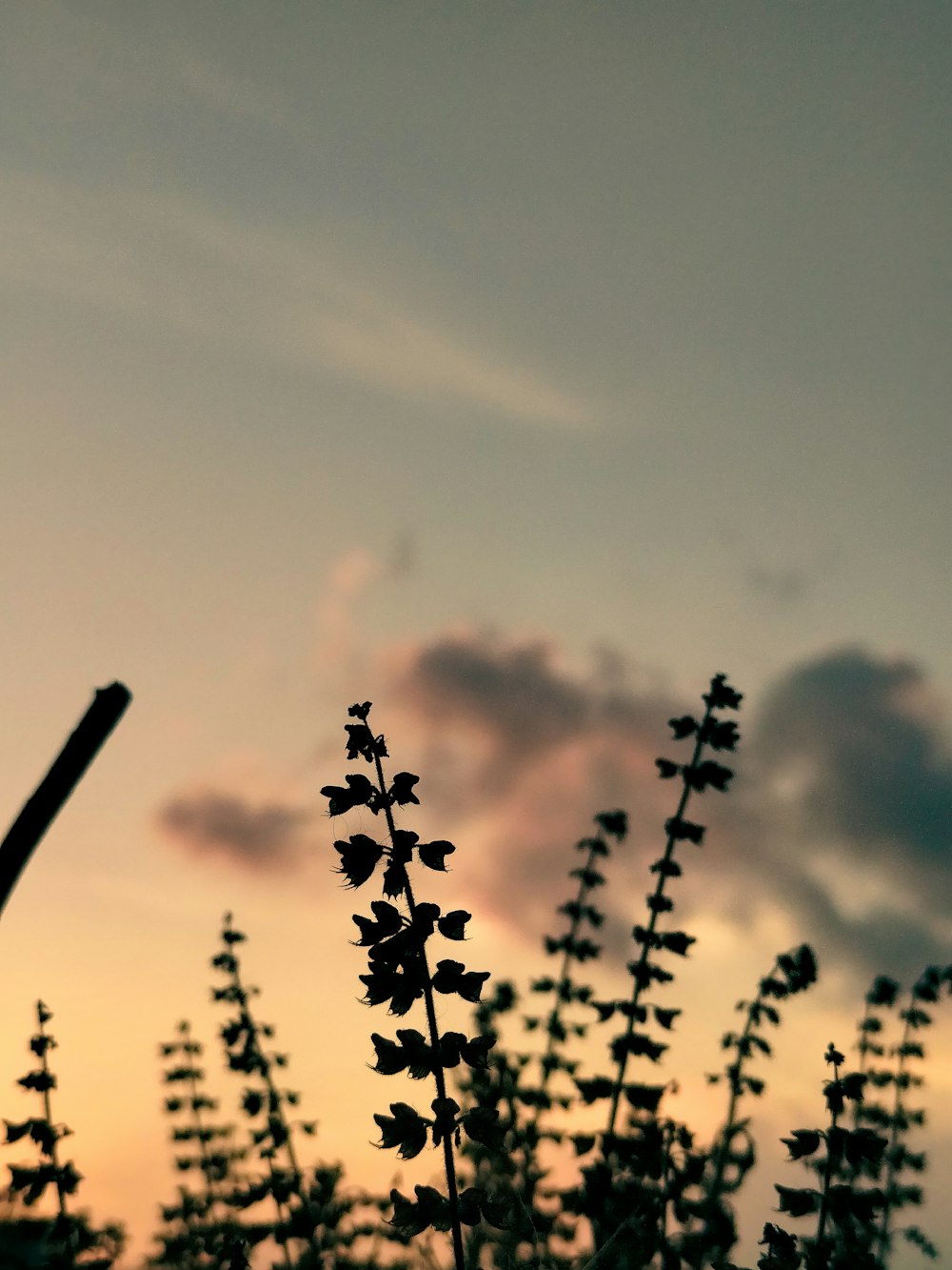a picture of a plant with a sky in the background