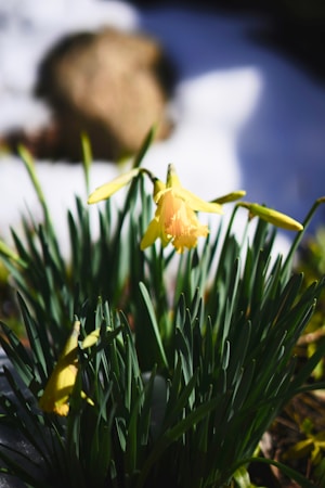 Resurrection: Rebirth, Cycle, and Eternal Return