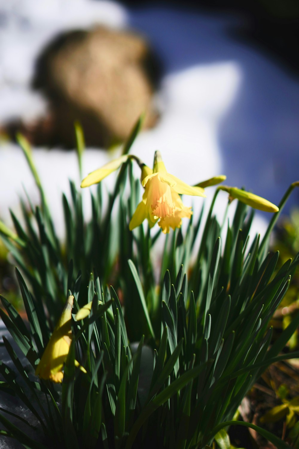 a close up of a small yellow flower