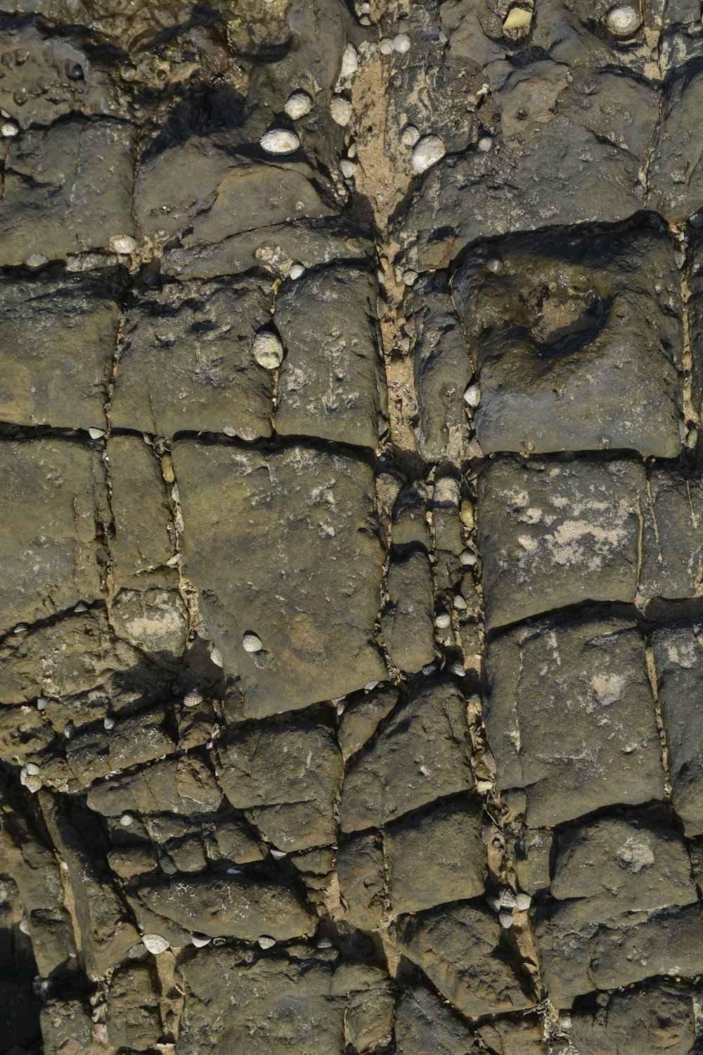 a close up of a rock wall with a bird on it