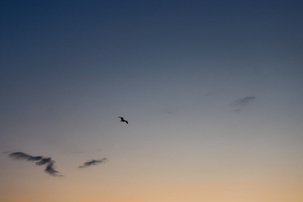 a bird flying high up in the sky